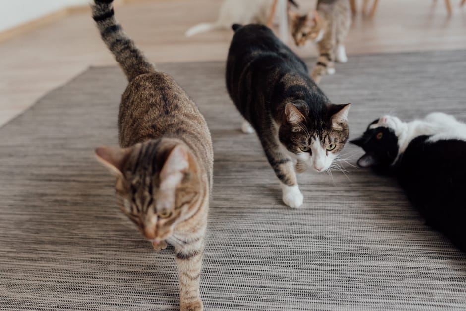 HEAPETS Pet Air Purifiers for Large Homes: Tame Cat Dander and Odor in 2026