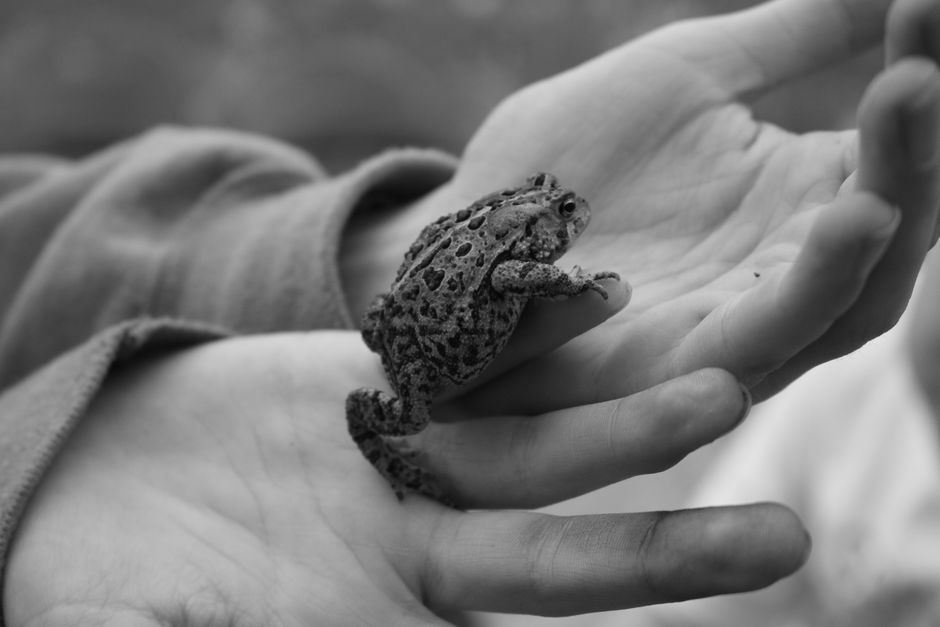 Black and white close-up of a frog held in a child's hands in Woodstock, Canada.