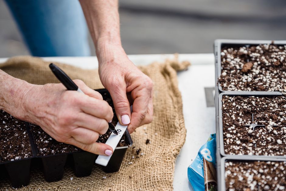 Close-up of gardener's hands labeling a seedling tray with soil, preparing for planting.
