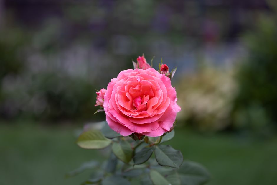 Close-up of a vibrant pink rose bloom with a natural blurred background in a Southborough garden.